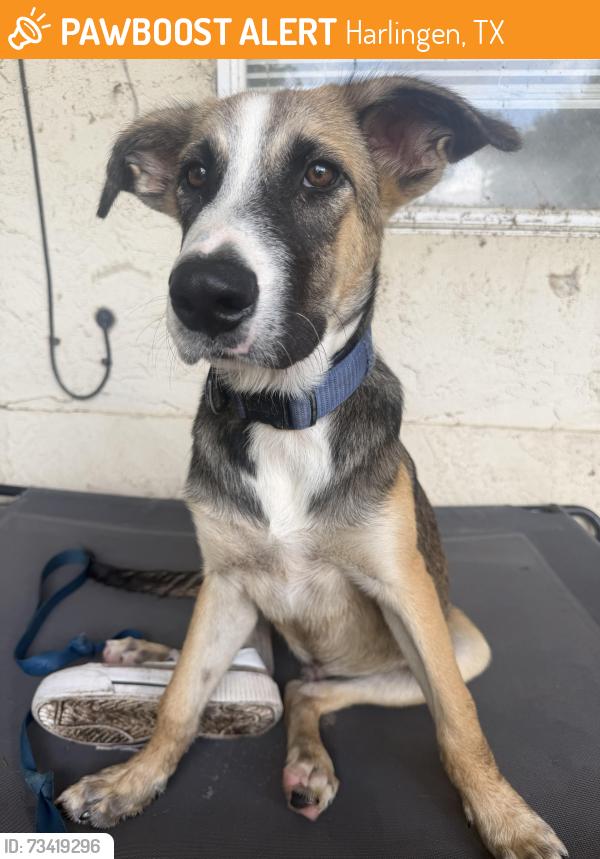 Found/Stray Male Dog last seen Bass blvd, Harlingen, TX 78552