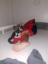 Lost Male Cat last seen Train tracks, Greensburg, PA 15601