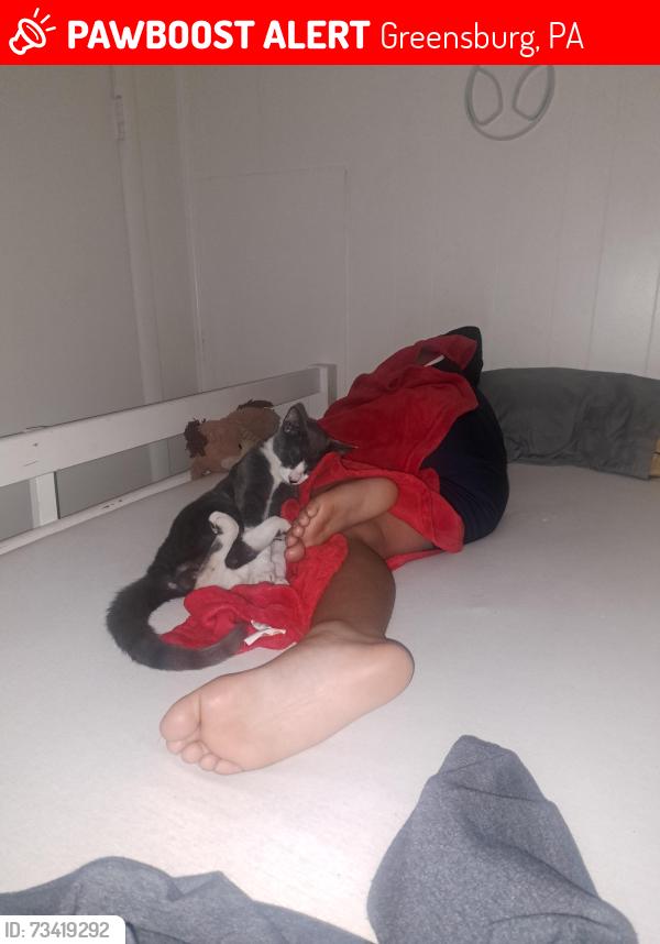 Lost Male Cat last seen Train tracks, Greensburg, PA 15601