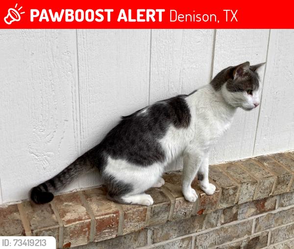 Lost Male Cat last seen Walker St. - Mauk Cir - Manning Park Plaza, Denison, TX 75020