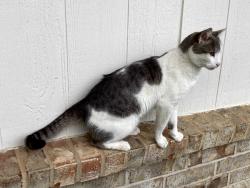 Lost Male Cat last seen Walker St. - Mauk Cir - Manning Park Plaza, Denison, TX 75020
