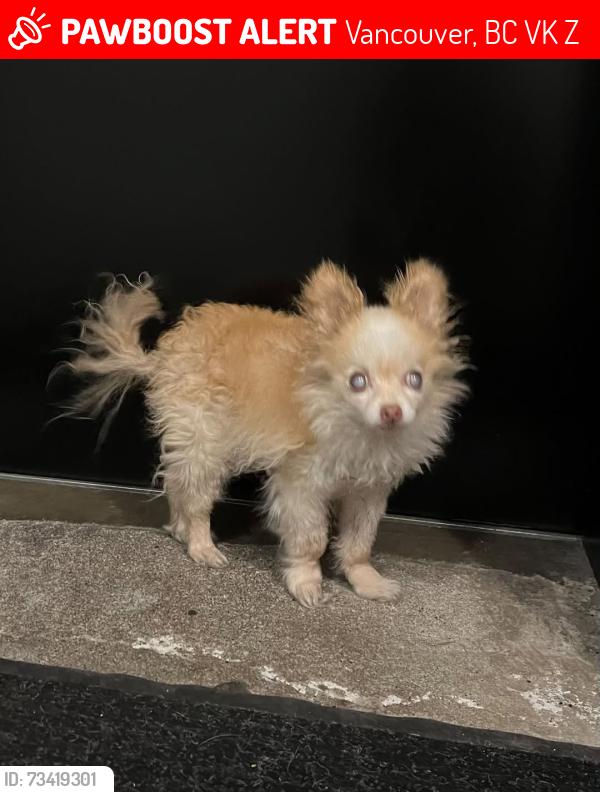 Lost Male Dog last seen Bayswater and Balaclava, Vancouver, BC V6K 1Z7