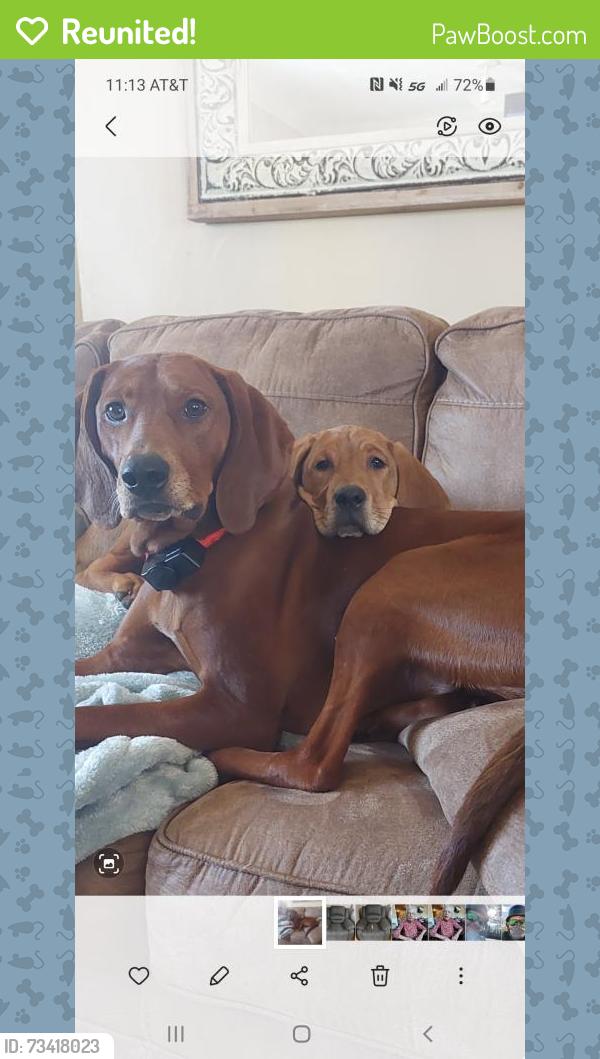 Reunited Female Dog last seen Highland Road, Gainesville, GA 30506