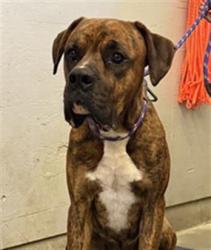 Shelter Stray Male Dog last seen , 600 Aviation Dr, Camarillo, CA 93010, USA