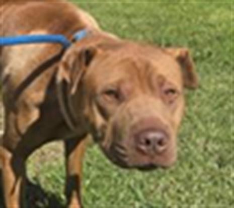 Shelter Stray Male Dog last seen , 600 Aviation Dr, Camarillo, CA 93010, USA