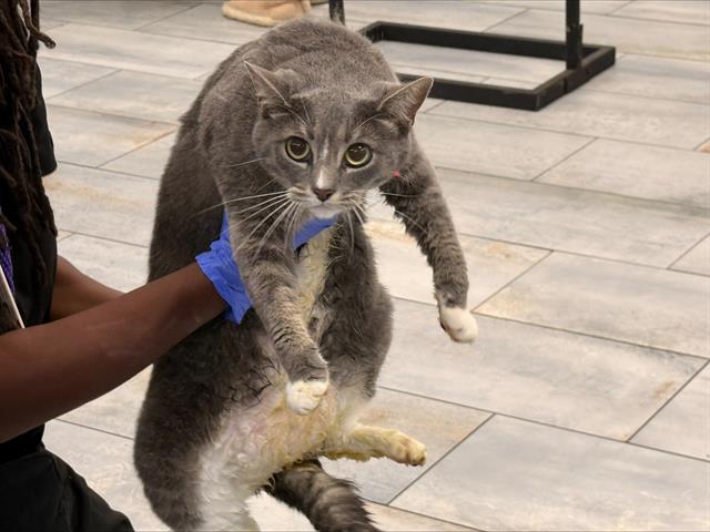 Shelter Stray Unknown Cat last seen MATTHEWS, 8315 Byrum Dr, Charlotte, NC 28217, USA
