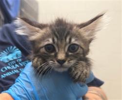 Shelter Stray Female Cat last seen NACION AVE AND PRINCESS MANOR CT, 130 Beyer Way, Chula Vista, CA 91911, USA