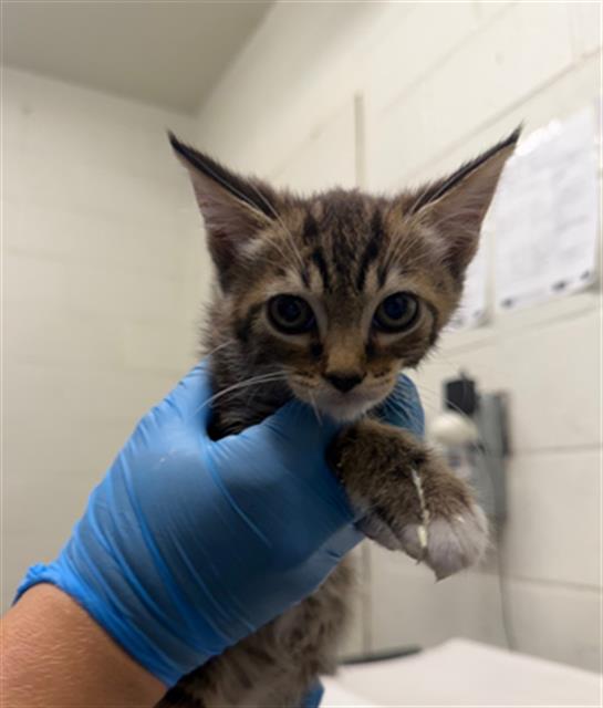 Shelter Stray Female Cat last seen NACION AVE AND PRINCESS MANOR CT, 130 Beyer Way, Chula Vista, CA 91911, USA