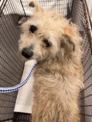 Shelter Stray Male Dog last seen , 1850 W 60th St, Los Angeles, CA 90047, USA