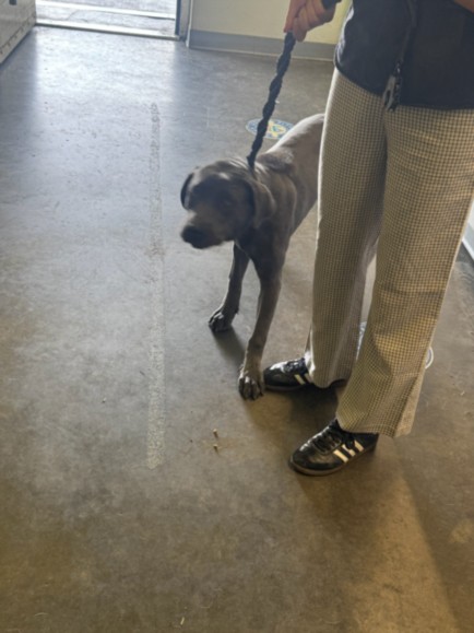 Shelter Stray Female Dog last seen , 1850 W 60th St, Los Angeles, CA 90047, USA