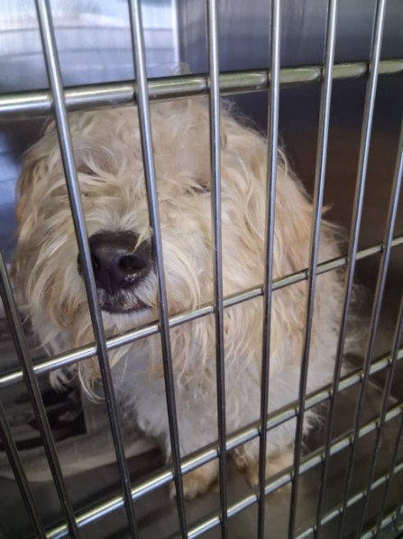 Shelter Stray Male Dog last seen , 1850 W 60th St, Los Angeles, CA 90047, USA