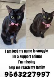 Lost Male Cat last seen Shary, Mission, TX 78573