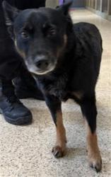 Shelter Stray Male Dog last seen Near BLOCK WYSOCKI LN, JURUPA VALLEY, CA, 6851 Van Buren Boulevard, Jurupa Valley, CA 92509, USA