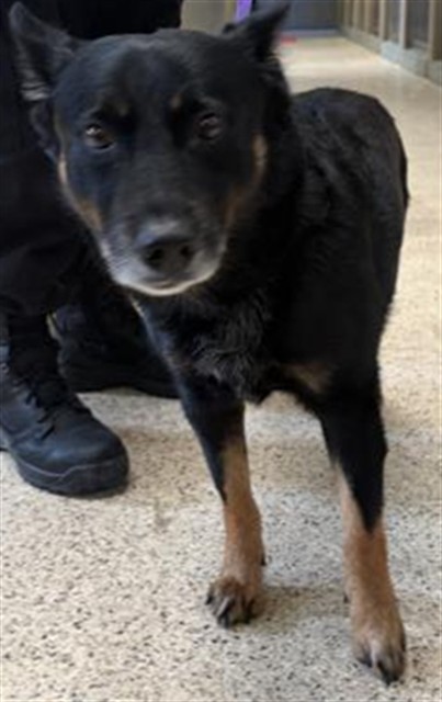 Shelter Stray Male Dog last seen Near BLOCK WYSOCKI LN, JURUPA VALLEY, CA, 6851 Van Buren Boulevard, Jurupa Valley, CA 92509, USA