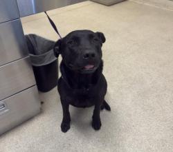 Shelter Stray Male Dog last seen Near BLOCK CHARDONEY WAY, JURUPA VALLEY, CA, 6851 Van Buren Boulevard, Jurupa Valley, CA 92509, USA