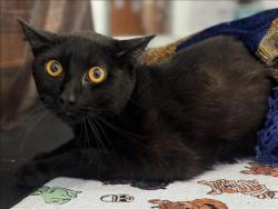 Shelter Stray Male Cat last seen , 957 N Gaffey St, San Pedro, CA 90731, USA
