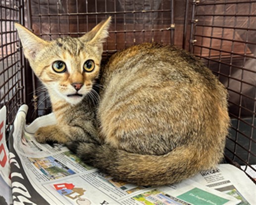 Shelter Stray Female Cat last seen , 957 N Gaffey St, San Pedro, CA 90731, USA
