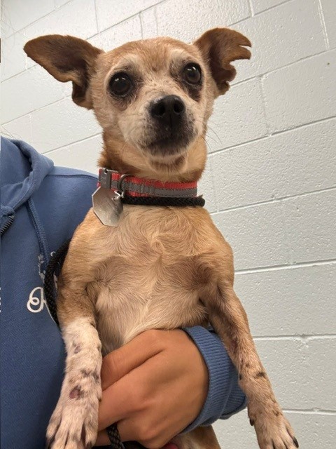 Shelter Stray Male Dog last seen Near BLOCK RIVERDALE RD #72, 12155 Park Blvd, Brighton, CO 80601, USA