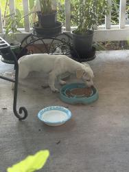 Found/Stray Unknown Dog last seen West village/colonia area, Oxnard, CA 93030