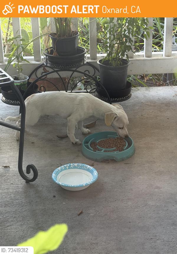 Found/Stray Unknown Dog last seen West village/colonia area, Oxnard, CA 93030