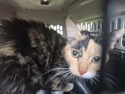 Shelter Stray Female Cat last seen Near BLOCK MCCORMICK ST, DETROIT, MI 48224, 1431 E Ferry St, Detroit, MI 48211, USA