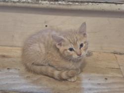 Shelter Stray Male Cat last seen Near BLOCK MCCORMICK ST, DETROIT, MI 48224, 1431 E Ferry St, Detroit, MI 48211, USA