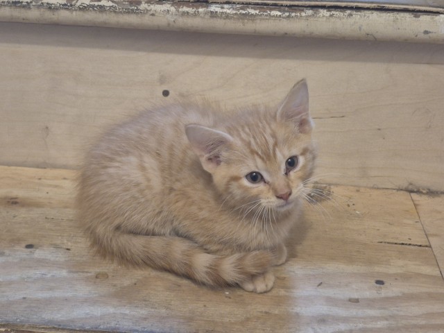 Shelter Stray Male Cat last seen Near BLOCK MCCORMICK ST, DETROIT, MI 48224, 1431 E Ferry St, Detroit, MI 48211, USA