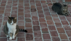 Lost Male Cat last seen N Domingue Ave, Lafayette, LA 70506