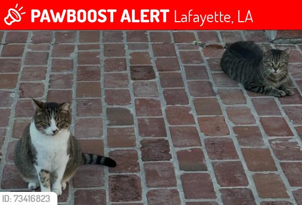 Lost Male Cat last seen N Domingue Ave, Lafayette, LA 70506