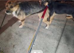 Found/Stray Unknown Dog last seen Raymond Ave & Washington Blvd, Pasadena, CA 91103