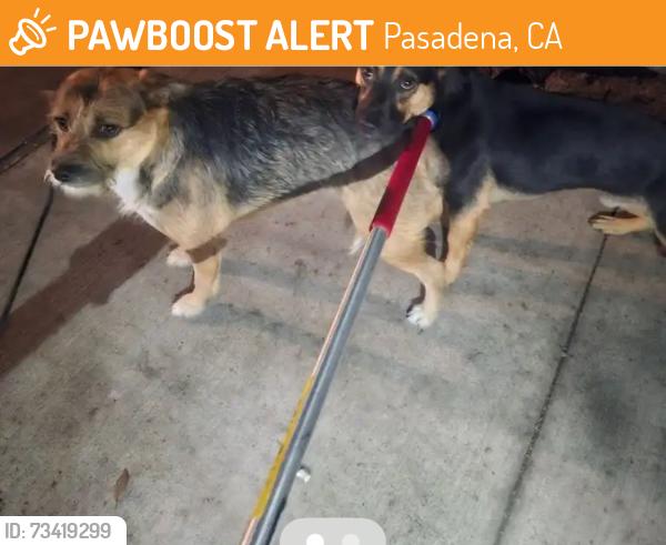 Found/Stray Unknown Dog last seen Raymond Ave & Washington Blvd, Pasadena, CA 91103