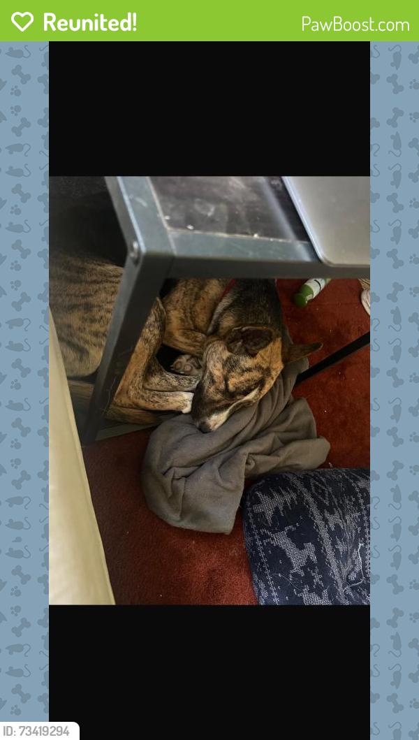Reunited Male Dog last seen Near W Lancaster Blvd, Lancaster, CA 93534, USA, Lancaster, CA 93534