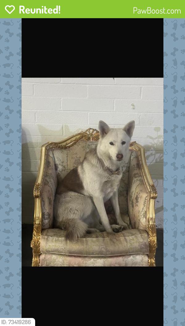 Reunited Female Dog last seen Near W Lancaster Blvd, Lancaster, CA 93534, USA, Lancaster, CA 93534