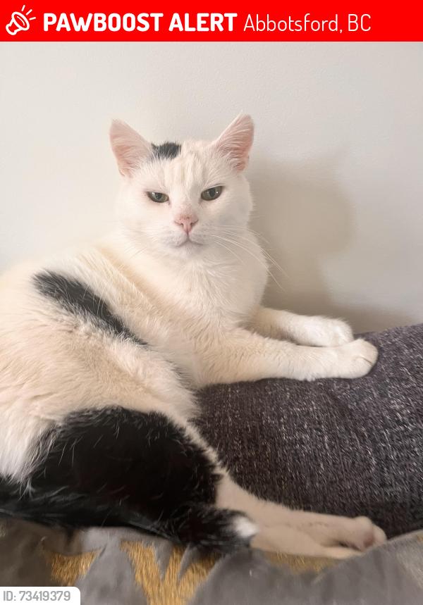Lost Male Cat last seen Bateman park, Abbotsford, BC 