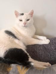 Lost Male Cat last seen Bateman park, Abbotsford, BC 