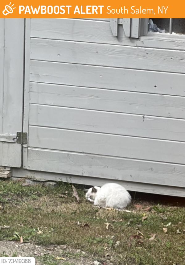 Found/Stray Unknown Cat last seen Lake Shore Drive/Truesdale Lake Drive, South Salem, NY 10590