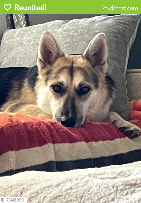 Reunited Female Dog last seen Howe Ave., Sacramento, CA 95821