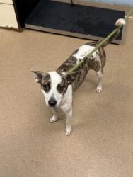 Shelter Stray Female Dog last seen Near Dresden Drive, 30341, GA, 3280 Chamblee Dunwoody Rd, Chamblee, GA 30341, USA