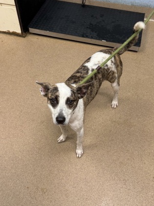 Shelter Stray Female Dog last seen Near Dresden Drive, 30341, GA, 3280 Chamblee Dunwoody Rd, Chamblee, GA 30341, USA