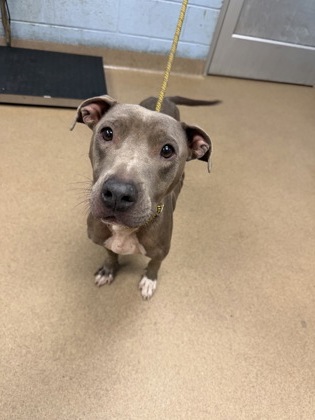 Shelter Stray Female Dog last seen Near Rainbow Forest CirDecatur, GA 30034, 30034, GA, 3280 Chamblee Dunwoody Rd, Chamblee, GA 30341, USA