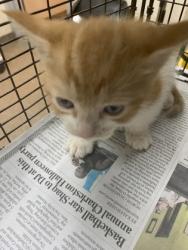 Shelter Stray Male Cat last seen Near Hunters Ridge Lane, North Charleston, SC, 2455 Remount Rd, North Charleston, SC 29406, USA