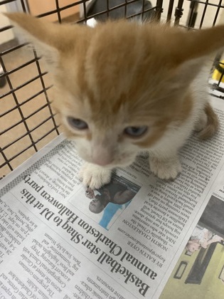 Shelter Stray Male Cat last seen Near Hunters Ridge Lane, North Charleston, SC, 2455 Remount Rd, North Charleston, SC 29406, USA