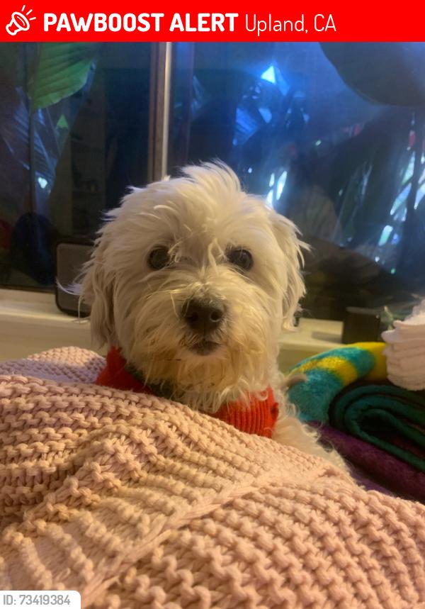 Lost Female Dog last seen Arrow Hwy, Upland, CA 91786