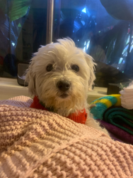 Lost Female Dog last seen Arrow Hwy, Upland, CA 91786