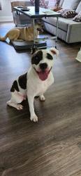Found/Stray Male Dog last seen Wesley Chapel, DeKalb County, GA 30035