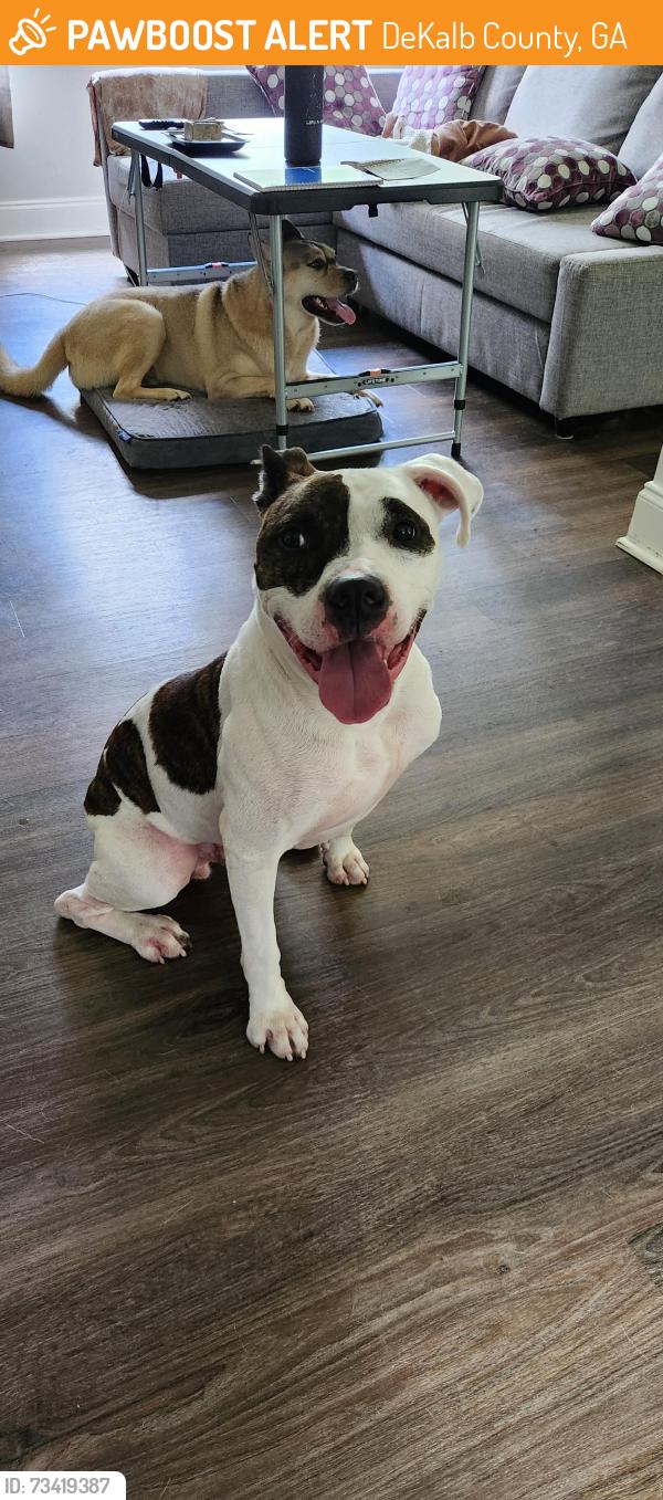 Found/Stray Male Dog last seen Wesley Chapel, DeKalb County, GA 30035