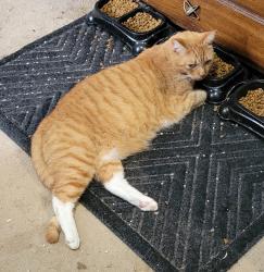 Lost Male Cat last seen Across from the water treatment plant, Monroe, GA 30655