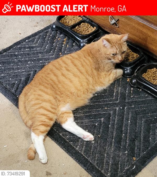 Lost Male Cat last seen Across from the water treatment plant, Monroe, GA 30655