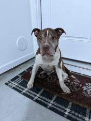 Found/Stray Male Dog last seen Belmont Abbey, Belmont, NC 28012