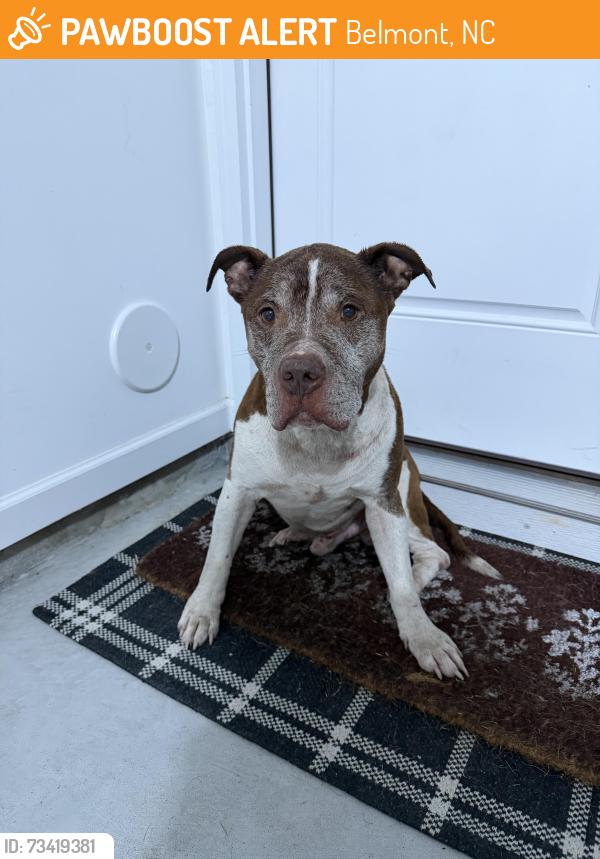 Found/Stray Male Dog last seen Belmont Abbey, Belmont, NC 28012